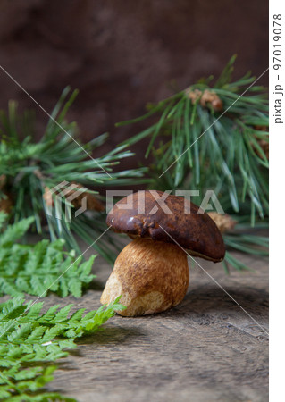 Single Imleria Badia or Boletus badius mushroom commonly known as the bay bolete on vintage wooden background.. Single Imleria Badia or Boletus badius mushroom commonly known as the bay bolete on vintage wooden background.. 97019078