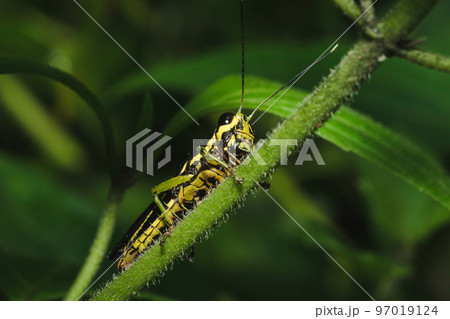 Patanga grasshopper on the grass, Patanga succincta body is brown interspersed with dark brown on both cheeks. 97019124