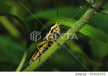 Patanga grasshopper on the grass, Patanga succincta body is brown interspersed with dark brown on both cheeks. 97019125