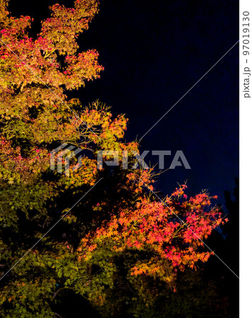栗林公園秋のライトアップ 栗林公園秋のライトアップ 97019130