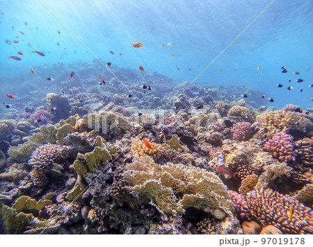 Underwater life of reef with corals, shoal of Lyretail anthias (Pseudanthias squamipinnis) and other kinds of tropical fish. Coral Reef at the Red Sea, Egypt. 97019178