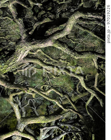 栗林公園秋のライトアップ 97019226