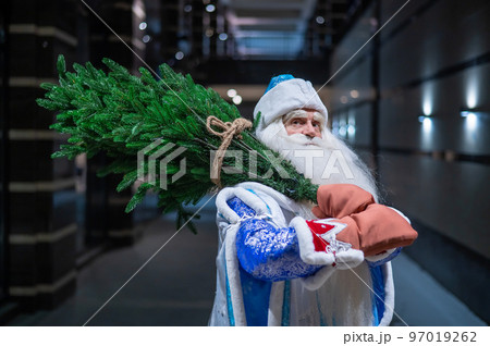 Russian Santa Claus carries a Christmas tree at night outdoors. Russian Santa Claus carries a Christmas tree at night outdoors. 97019262