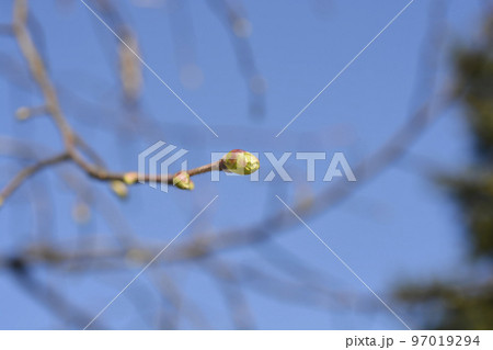 Broad-leaved lime Broad-leaved lime 97019294