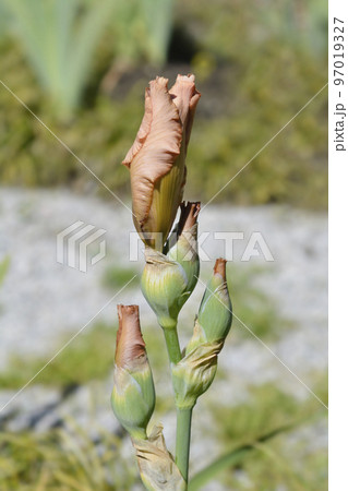 Tall bearded iris Far Corners 97019327