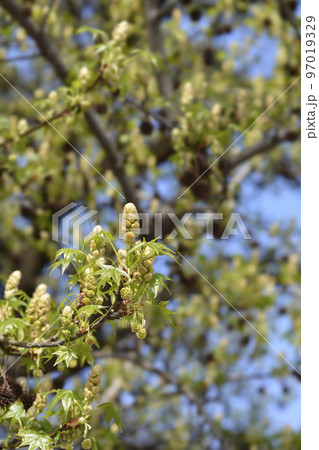 American sweetgum 97019329