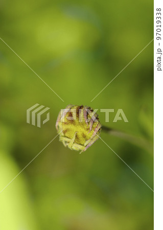 Sneezeweed Tom Sneezeweed Tom 97019338