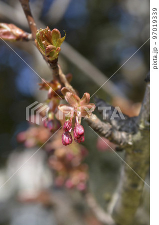 Japanese flowering cherry Kanzan Japanese flowering cherry Kanzan 97019339