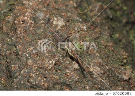 The camouflaged brown grasshopper blends in with the tree surface. The camouflaged brown grasshopper blends in with the tree surface. 97020095