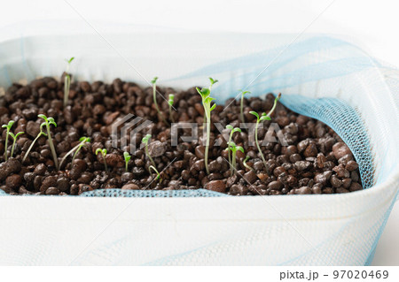 水耕栽培のリーフレタス 97020469