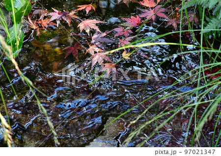 紅葉真っ盛り　秋の丈山苑　詩泉閣 97021347