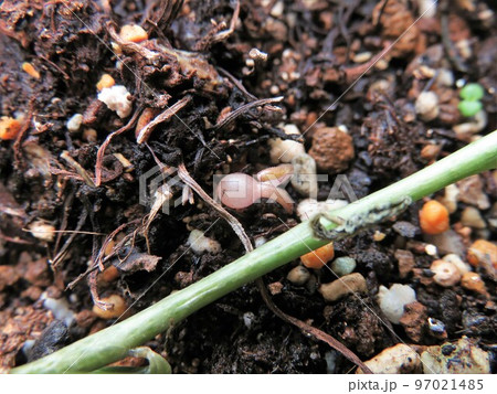 シクラメン 97021485