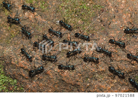 Paratrechina longicornis wanders foraging and always found outside the nest is a worker ant. Paratrechina longicornis wanders foraging and always found outside the nest is a worker ant. 97021588