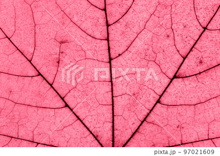 Macro photo of Autumn Foliage. Pink or coral or magenta Maple Leaf texture close up. Leaf toned in trendy color of 2023. Macro photo of Autumn Foliage. Pink or coral or magenta Maple Leaf texture close up. Leaf toned in trendy color of 2023. 97021609