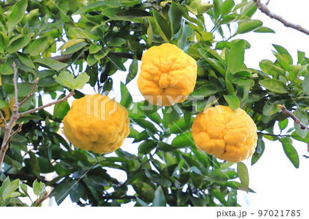 大きな鬼柚子(オニユズ)の実 大きな鬼柚子(オニユズ)の実 97021785