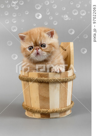 red exotic kitten is sitting in a large wooden bath cup on a gray background. Funny 97022063