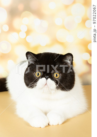 A beautiful exotic shorthair cat lies on the colorful festive background of the studio. 97022067