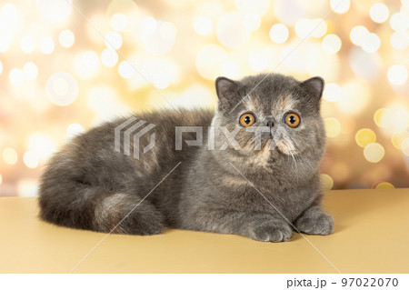 A beautiful exotic shorthair cat lies on the colorful festive background of the studio. 97022070