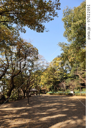 紅葉の多摩川台公園 97022891