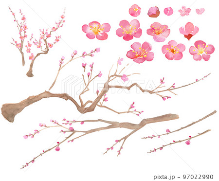 梅の花の水彩イラスト。紅梅。エレメントのセット（透過背景）  97022990