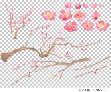 梅の花の水彩イラスト。紅梅。エレメントのセット（透過背景）  97022990