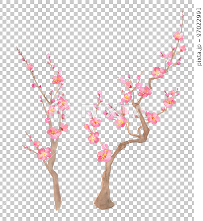 上に伸びる梅の花の水彩イラスト。紅梅。お正月飾り。（透過背景）  97022991
