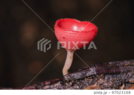Cookeina sulcipes , PINK BURN CUP , red with short hair around likes to grow on the remains of wood Cookeina sulcipes , PINK BURN CUP , red with short hair around likes to grow on the remains of wood 97023108