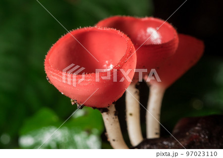 Cookeina sulcipes , PINK BURN CUP , red with short hair around likes to grow on the remains of wood 97023110