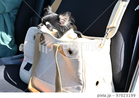 キャリーバッグに入ってドライブするチワワ 97023199