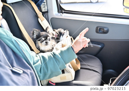 運転する女性と助手席のキャリーバッグに入る仲良しチワワ 運転する女性と助手席のキャリーバッグに入る仲良しチワワ 97023215
