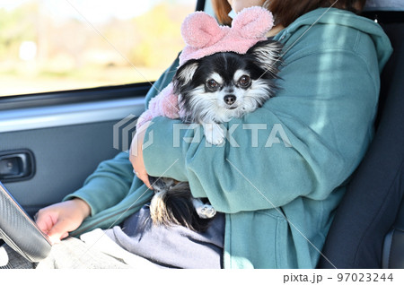 運転席でチワワを抱っこする飼い主の女性 運転席でチワワを抱っこする飼い主の女性 97023244