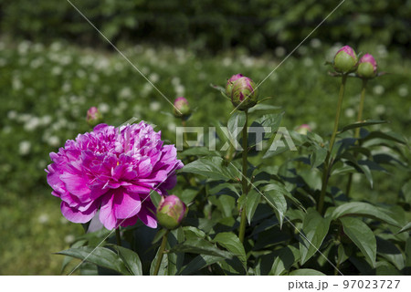 芍薬園にピンク色のシャクヤクが咲いています。このシャクヤクの名前はサラ・ベルナールです。 芍薬園にピンク色のシャクヤクが咲いています。このシャクヤクの名前はサラ・ベルナールです。 97023727