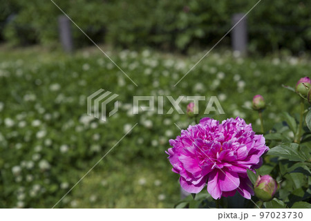 芍薬園にピンク色のシャクヤクが咲いています。このシャクヤクの名前はサラ・ベルナールです。 97023730