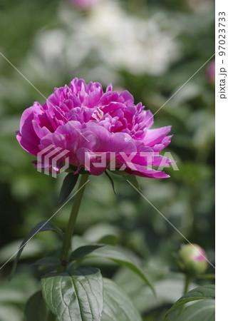 芍薬園にピンク色のシャクヤクが咲いています。このシャクヤクの名前はサラ・ベルナールです。 芍薬園にピンク色のシャクヤクが咲いています。このシャクヤクの名前はサラ・ベルナールです。 97023733