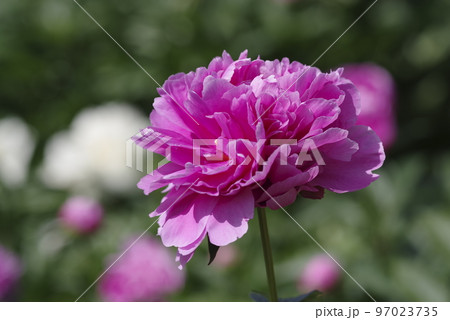 芍薬園にピンク色のシャクヤクが咲いています。このシャクヤクの名前はサラ・ベルナールです。 芍薬園にピンク色のシャクヤクが咲いています。このシャクヤクの名前はサラ・ベルナールです。 97023735