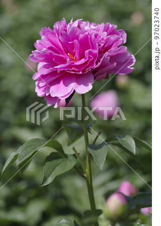 芍薬園にピンク色のシャクヤクが咲いています。このシャクヤクの名前はサラ・ベルナールです。 芍薬園にピンク色のシャクヤクが咲いています。このシャクヤクの名前はサラ・ベルナールです。 97023740