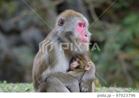 あかちゃんを抱っこして何かを見つめている野生の猿 あかちゃんを抱っこして何かを見つめている野生の猿 97023796