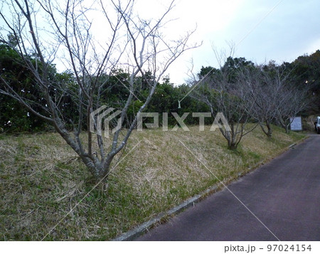 常滑市　真冬の小脇公園 97024154