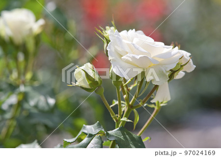 薔薇園に白い薔薇の花が咲いています。このバラの名前はエーデルワイスです。 97024169