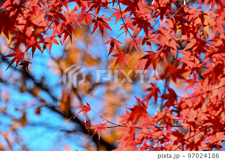 秋イメージ 秋イメージ 97024186
