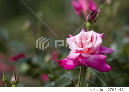 薔薇園にピンク色の薔薇の花が咲いています。このバラの名前はプリンセス・チチブです。 97024494