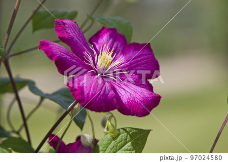 赤紫色のクレマチスの花が咲いています。品種はビルドリオンです。 赤紫色のクレマチスの花が咲いています。品種はビルドリオンです。 97024580