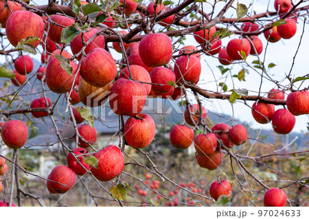 果樹園の蜜入りサンフジりんご 97024633