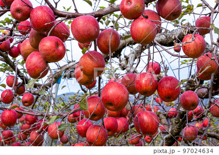 果樹園の蜜入りサンフジりんご 97024634
