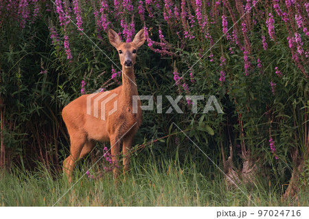 Female roe deer standing next to blooming flowers in summer Female roe deer standing next to blooming flowers in summer 97024716