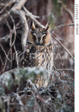 Long-eared owl sitting among branches in a tree and looking into camera Long-eared owl sitting among branches in a tree and looking into camera 97024717