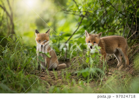 Two red fox looking to the camera in forest in spring Two red fox looking to the camera in forest in spring 97024718