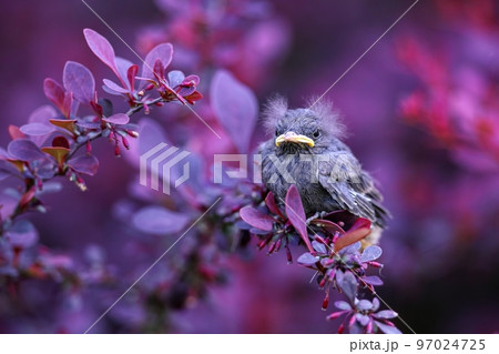 Chick of common blackbird sitting in bushes and looking around 97024725
