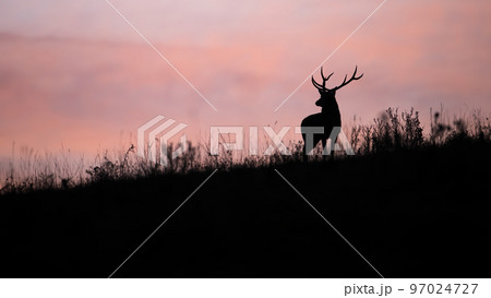 Silhouette of red deer looking to the horizont with pink sky 97024727
