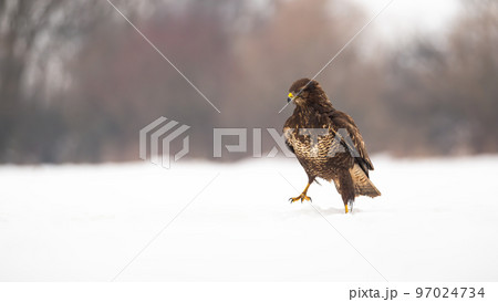 Common buzzard walking on snow in wintertime nature Common buzzard walking on snow in wintertime nature 97024734